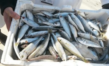 Në veri kapen 100 kg peshk i kontrabanduar