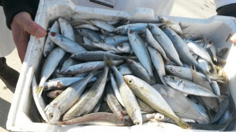 Në veri kapen 100 kg peshk i kontrabanduar
