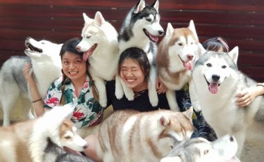 Një kafene në Tajlandë ofron një eksperiencë unike – mund të luani dhe të bëni fotografi me qentë Husky siberianë (Video)