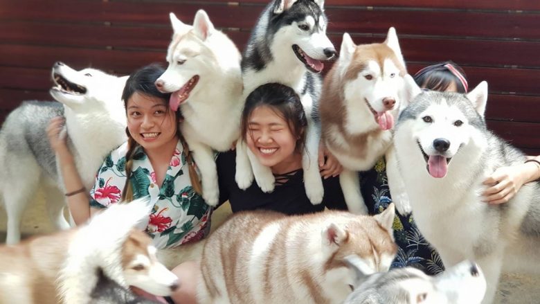 Një kafene në Tajlandë ofron një eksperiencë unike – mund të luani dhe të bëni fotografi me qentë Husky siberianë (Video)