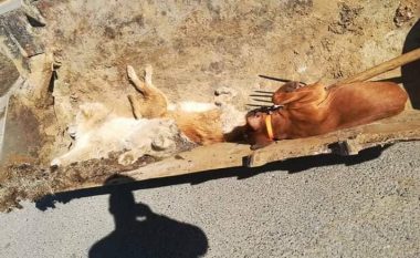 Helmim masovik i qenve në Pehçevë (Video)