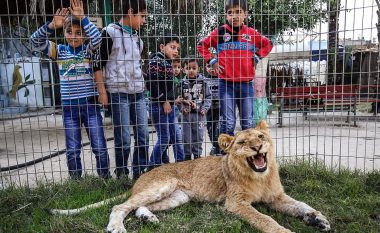 Një luani i “shkulën” thonjtë, që fëmijët që vizitojnë kopshtin zoologjik të luajnë pa frikë (Foto)