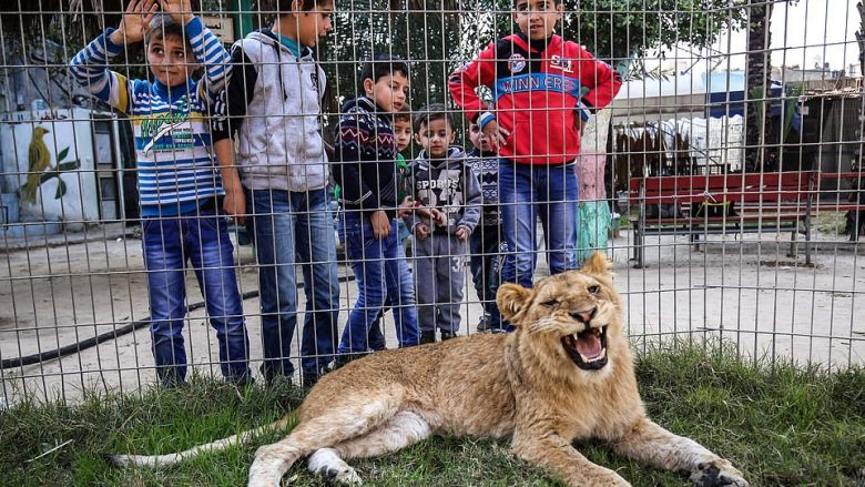Një luani i “shkulën” thonjtë, që fëmijët që vizitojnë kopshtin zoologjik të luajnë pa frikë (Foto)