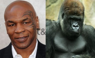 Mike Tyson i kishte ofruar 10 mijë dollarë një rojës që të ndeshej me një gorillë në një kopsht zoologjik