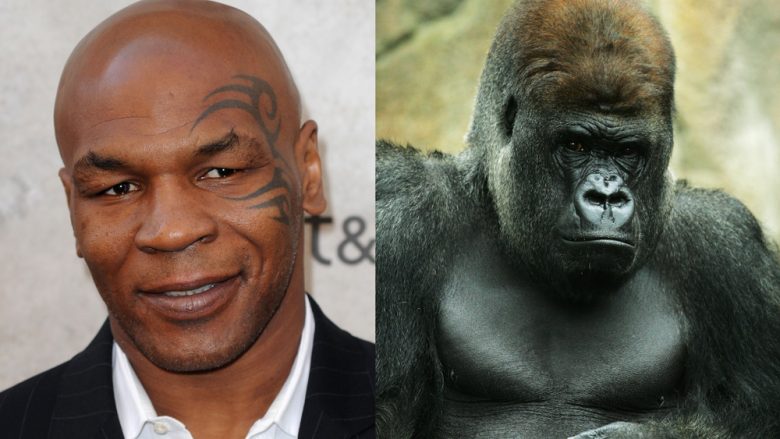 Mike Tyson i kishte ofruar 10 mijë dollarë një rojës që të ndeshej me një gorillë në një kopsht zoologjik