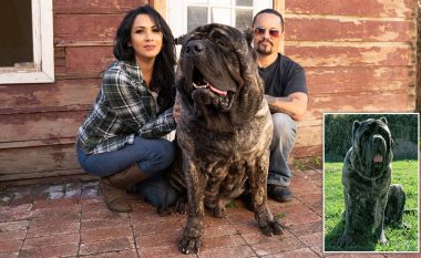 Çifti amerikan bëhet hit me qenin e tyre, është shumë i madh dhe peshon afro 100 kilogramë (Foto/Video)