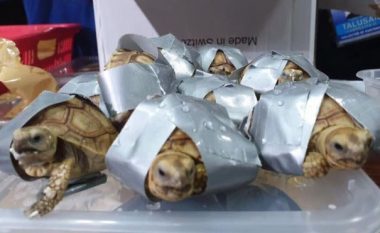 Gjenden 1,500 breshka të lidhura me rrip në valixhe (Foto)