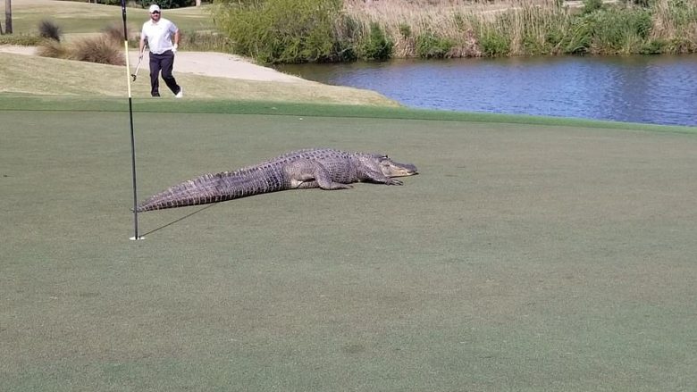 Lojtarët e golfit befasohen nga aligatori gjigant që shfaqet në fushë (Video)