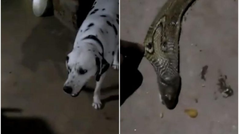 Rrezikoheshin të vegjlit nga gjarpri helmues, qeni ngordh duke mbrojtur këlyshët (Video, +16)