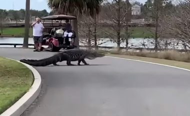 Aligatori katër metra shëtitet nëpër fushën e golfit në Florida (Video)