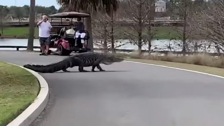 Aligatori katër metra shëtitet nëpër fushën e golfit në Florida (Video)
