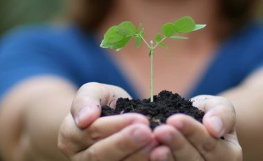 Gjashtë artikuj për rritje të shëndetshme dhe të frytshme të bimëve në kopshtin tuaj