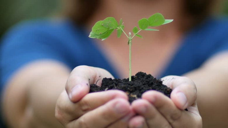 Gjashtë artikuj për rritje të shëndetshme dhe të frytshme të bimëve në kopshtin tuaj