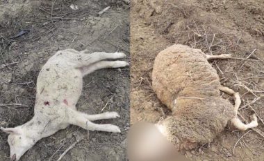 Ujku mbyt 15 dele në Sfeçël të Podujevës