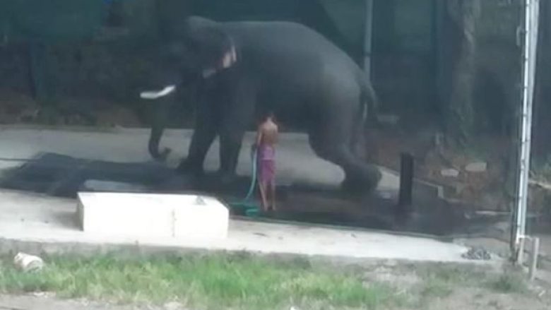 Po pastronte elefantin, kafsha gjigante rrëshqet dhe rrëzohet mbi të – humb jetën burri (Video, +18)