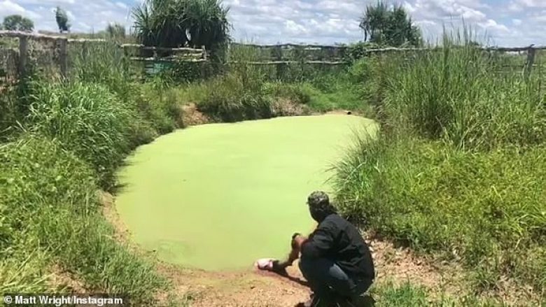 Aligatori i kamufluar në ujin e turbullt, tmerron me daljen e pa pritshme (Video)
