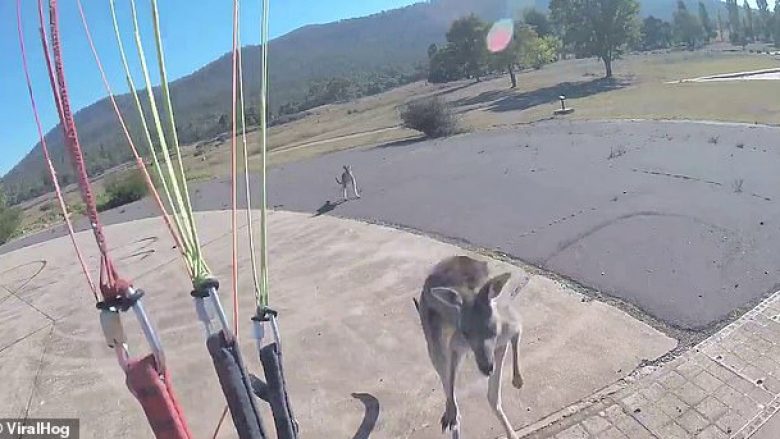 Aterroi me sukses në hapësirën e planifikuar, u sulmua nga kangurët që ndodheshin në afërsi (Video)