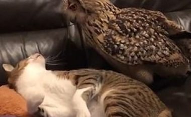 Bufi i shtëpisë zgjeroi territorin, përzuri macen e shtrirë në divan (Video)