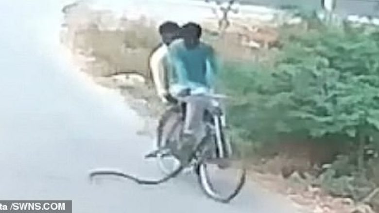 Çiklisti me shoqëruesin u larguan me shpejtësi, kur një gjarpër iu ngatërrua në biçikletë (Video)