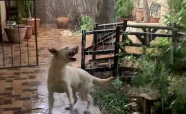 Kërceu nga gëzimi nëpër oborr, derisa përjetonte shiun për herë të parë (Video)