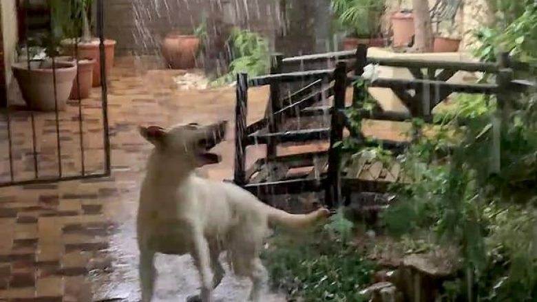 Kërceu nga gëzimi nëpër oborr, derisa përjetonte shiun për herë të parë (Video)