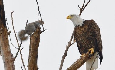 Ketri i patrembur, bashkë me shqiponjën qëndroi në një degë (Foto)