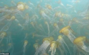 Kolonia e pafund e kandilave të detit, me trupa thuajse transparente (Video)
