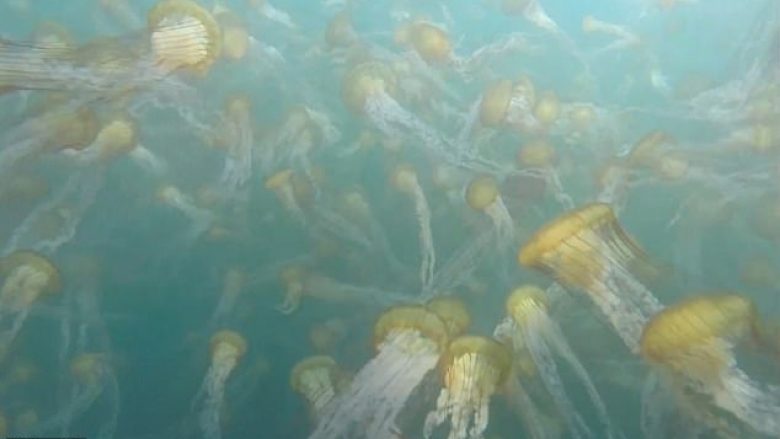Kolonia e pafund e kandilave të detit, me trupa thuajse transparente (Video)