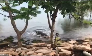 Krokodili hëngri qenin që ndodhej në breg, në prani të një grupi nxënësish (Video)