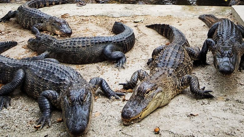 Krokodili gjigant befasoi shikuesit, të gjithë mendonin se është mashtrim optik (Foto)