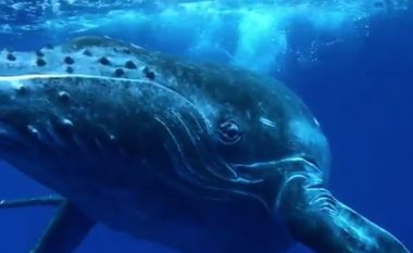 Lëvizjet e çuditshme të balenës, imitonte zhytësin që e kishte në afërsi (Video)