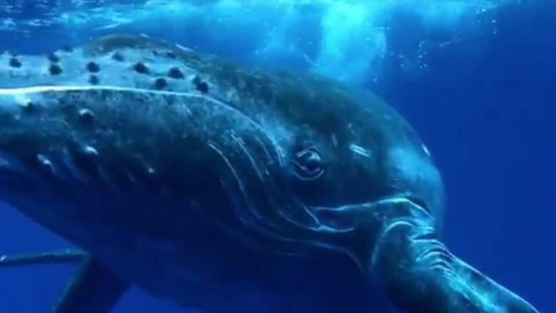 Lëvizjet e çuditshme të balenës, imitonte zhytësin që e kishte në afërsi (Video)