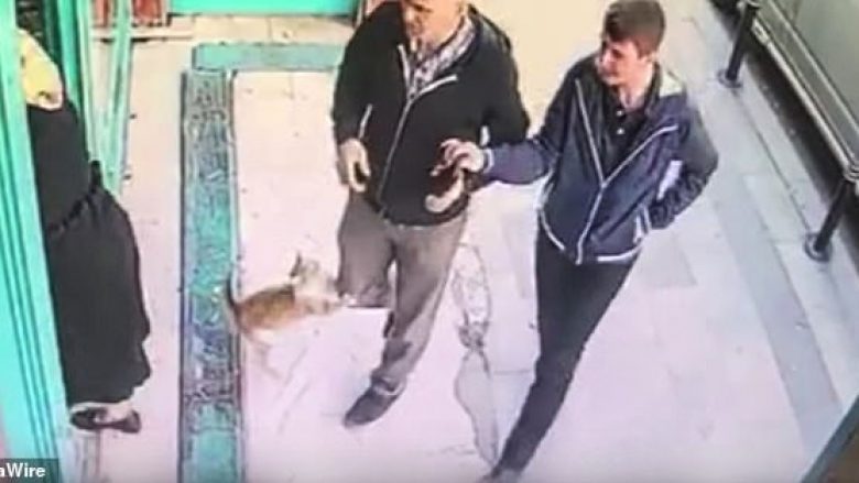 Macja agresive ndaj kalimtarëve, nuk sulmon gratë dhe fëmijët (Video)