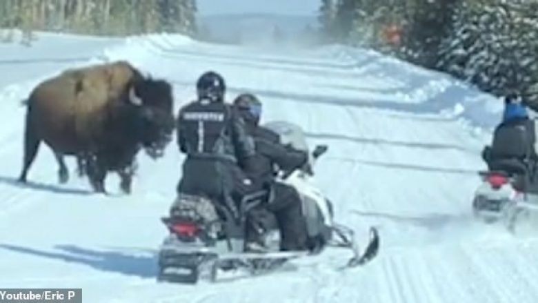 Ngasësit e makinave të borës përjetuan adrenalinë shtesë, kur u ndoqën nga një bizon gjigant (Video)