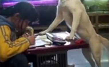 Nxënësja mbikëqyret nga qeni shtëpiak, përfundon detyrat pa e prekur telefonin (Video)