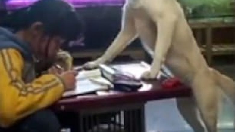 Nxënësja mbikëqyret nga qeni shtëpiak, përfundon detyrat pa e prekur telefonin (Video)