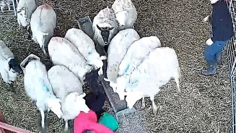 Rrëzohet nga delet që po i ushqente, shpëtohet me vështirësi sepse vazhdonin t’i rrinin sipër (Video)