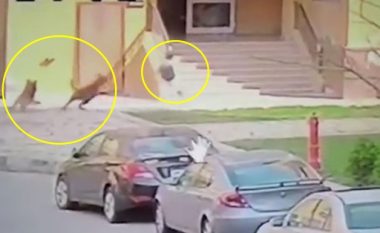 Qentë sulmojnë djaloshin, një grua egjiptiane tregohet e patrembur – e shpëton duke e mbuluar me trupin e saj (Video)