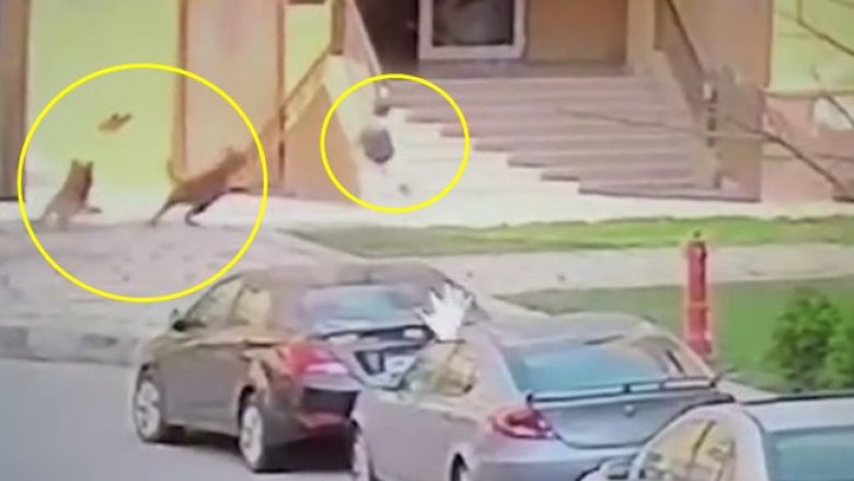 Qentë sulmojnë djaloshin, një grua egjiptiane tregohet e patrembur – e shpëton duke e mbuluar me trupin e saj (Video)