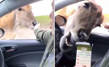 Vizitori i parkut deshi t’i jepte pak ushqim antilopës, por ajo e deshi të tërin (Video)