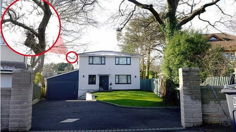 Pronari i një shtëpie duhet të paguajë 40 mijë funte gjobë, vetëm se preu pemën që i bllokonte dritën e diellit! (Foto)