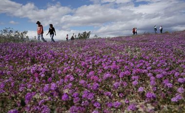 Shkretëtira u mbulua me lule për të dytin vit me radhë, fenomen që ndodhë një herë në dekadë (Foto)