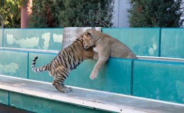 Shoqëria e këndshme mes këlyshëve të luanit dhe tigrit (Video)