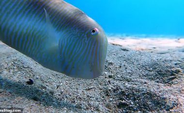 Zhduket papritmas nën tabanin e detit, peshku del sërish me po aq shpejtësi (Video)