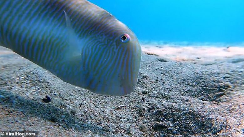 Zhduket papritmas nën tabanin e detit, peshku del sërish me po aq shpejtësi (Video)