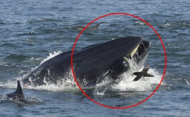 Zhytësi gati u përpi nga një balenë gjigante (Video)