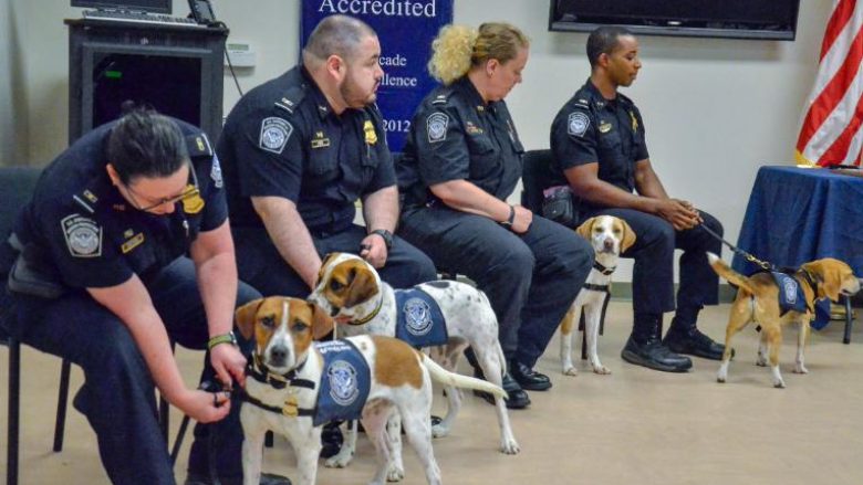 Ata do të vendosen në aeroportet më të ngarkuara – këta janë qentë që do të ndihmojnë SHBA-të për të shpëtuar miliarda dollarë (Foto)