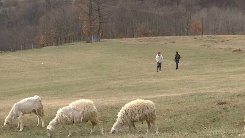Jeta e bariut Ismajl Bekteshi në Gllogovicë të Gollakut: Të huajt po çuditen me ne, rinia do të vdesin nga uria (Video)