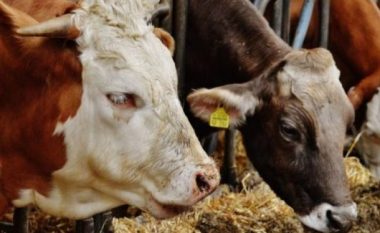 Hajnat vjedhin tri lopë në vlerë 3,500 euro në një fshat të Pejës