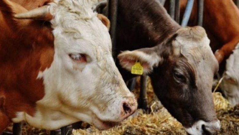 Hajnat vjedhin tri lopë në vlerë 3,500 euro në një fshat të Pejës